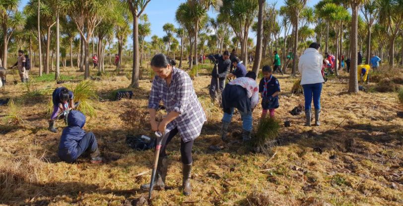 Reforestation Efforts underway in NZ by NZ Online casino Staff Members